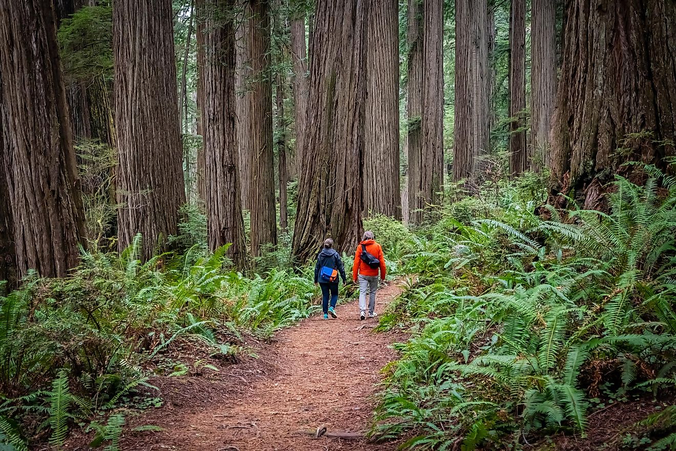 7 Best California State Parks To Go Camping - WorldAtlas