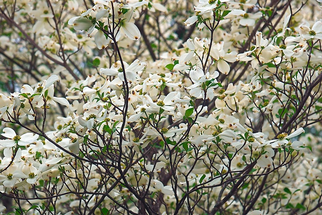 What Is The State Flower Of Virginia? WorldAtlas