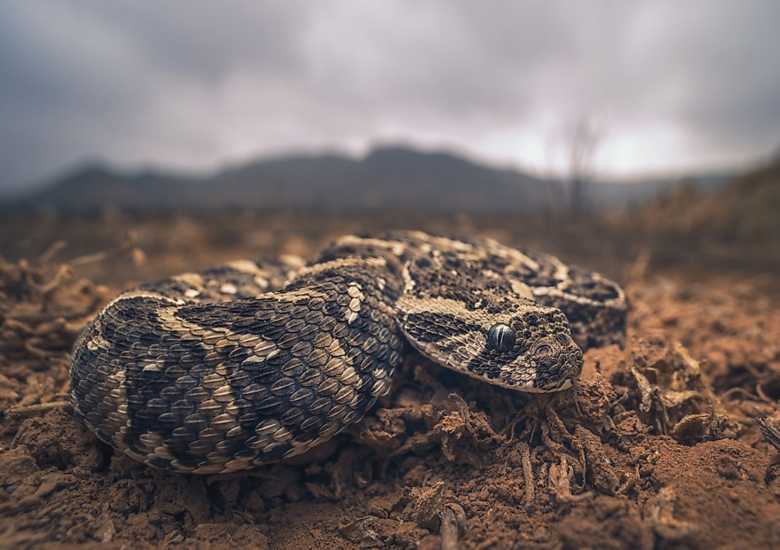 Native Reptiles Of Ethiopia - WorldAtlas