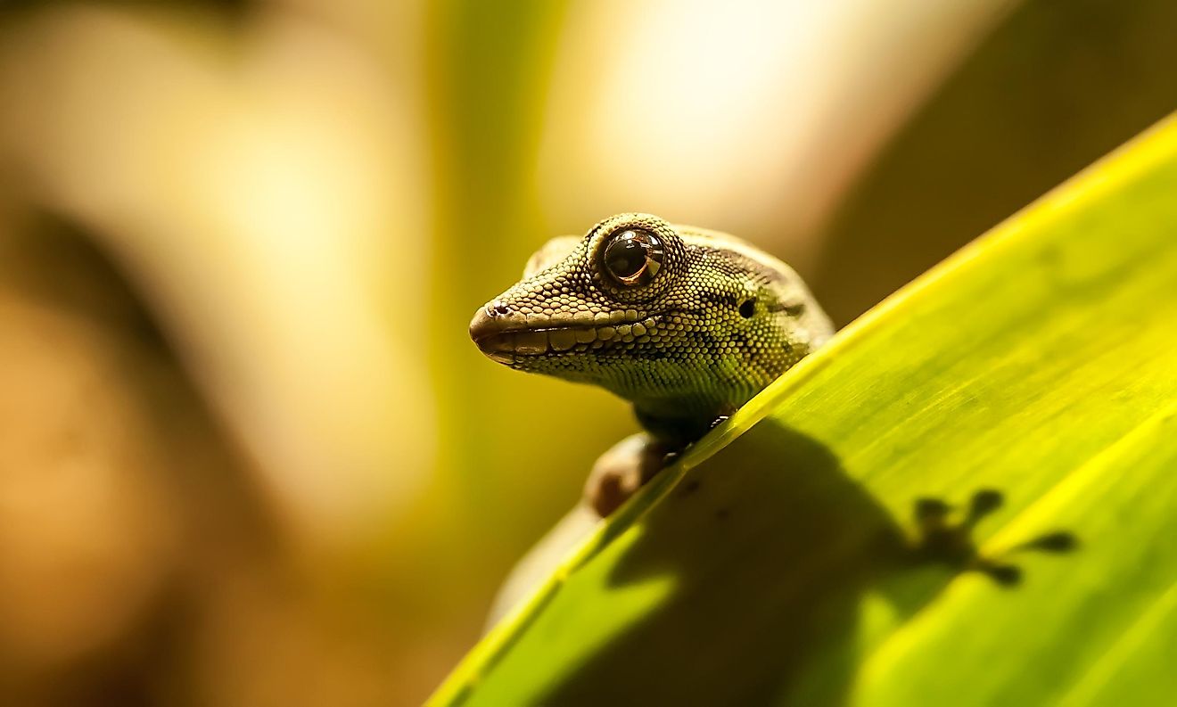 How Many Species Of Lizards Are There? - WorldAtlas