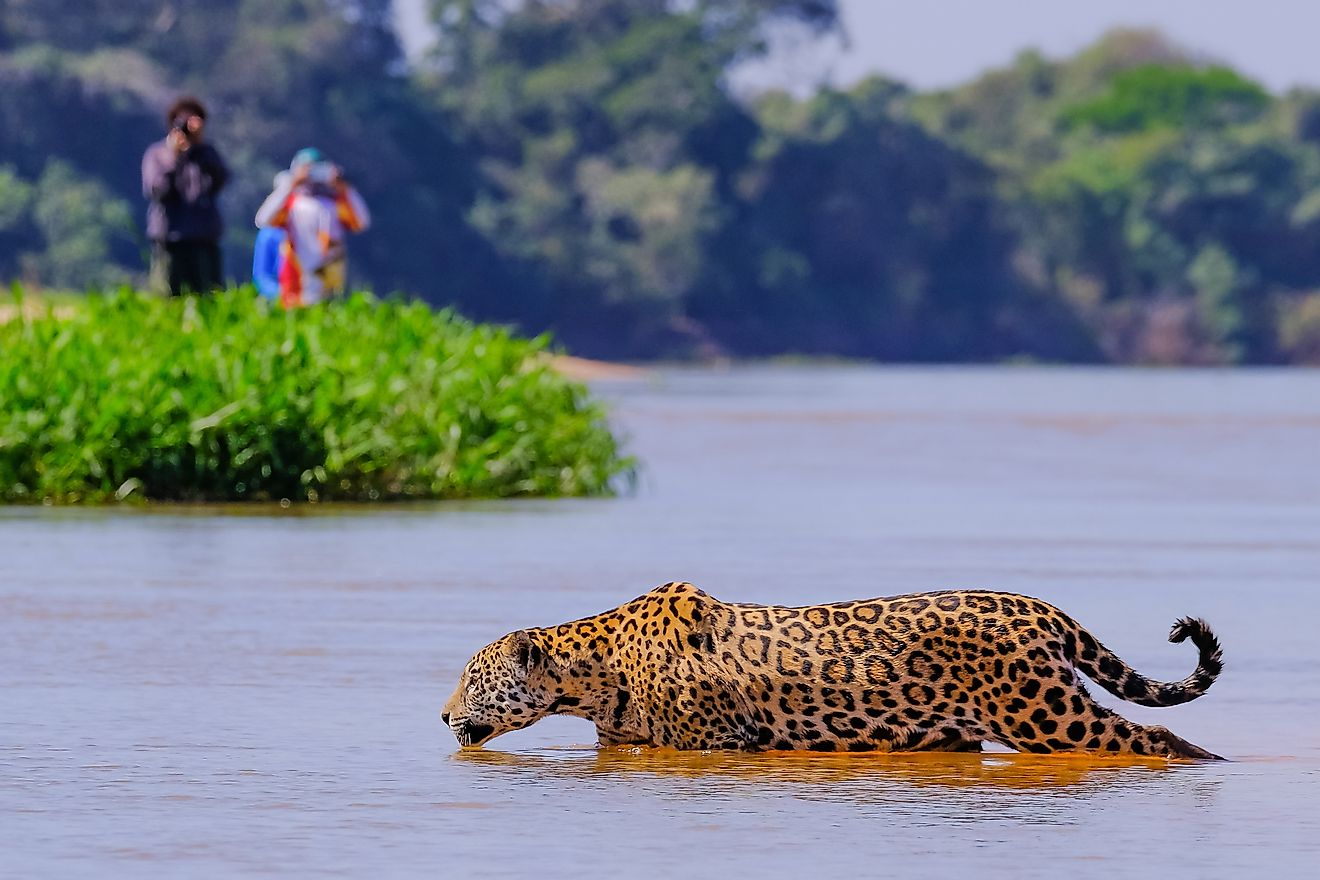 Pantanal Brazil WorldAtlas   Shutterstock 1291824112 