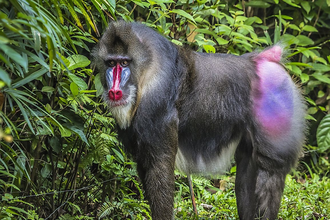 african mandrill