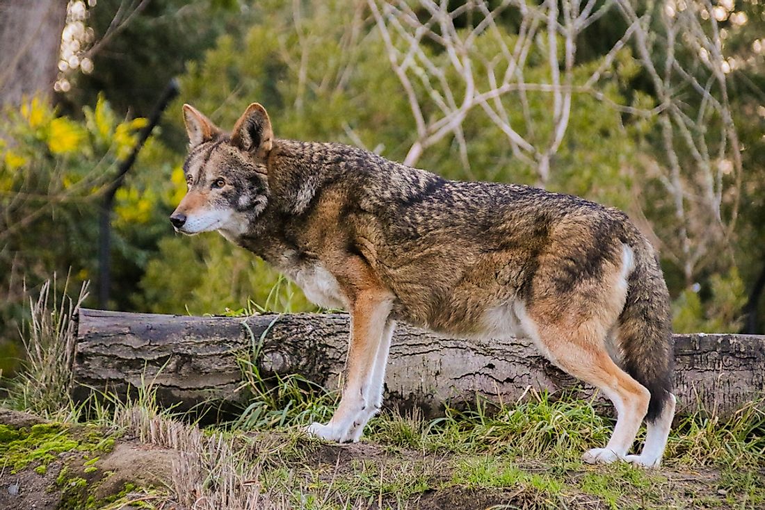 The Four Species of Critically Endangered Carnivorans - WorldAtlas