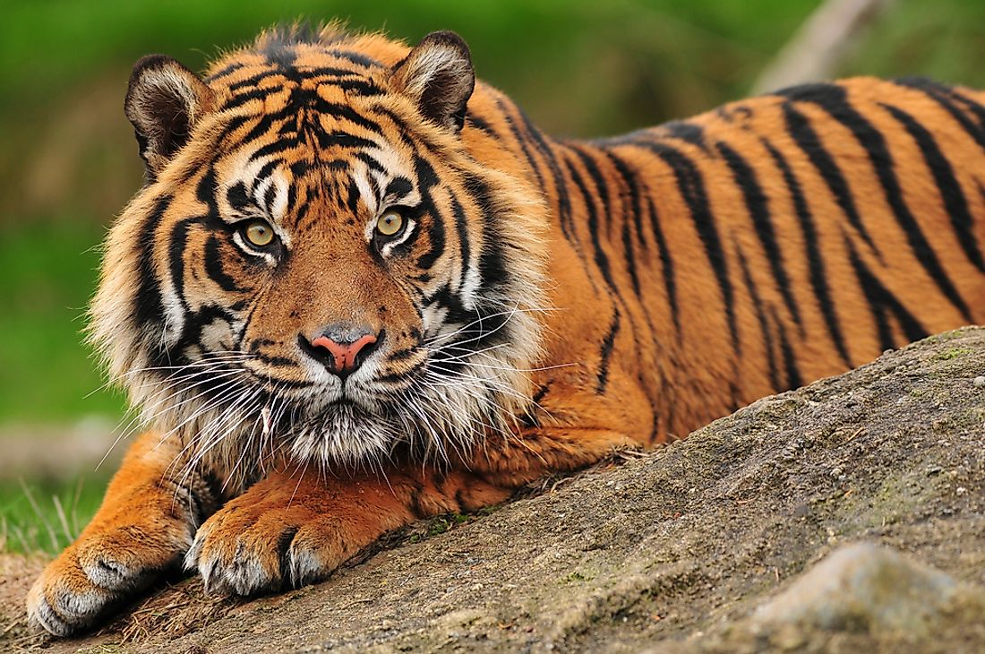 Why Is the Sumatran Tiger on the Brink of Extinction? WorldAtlas