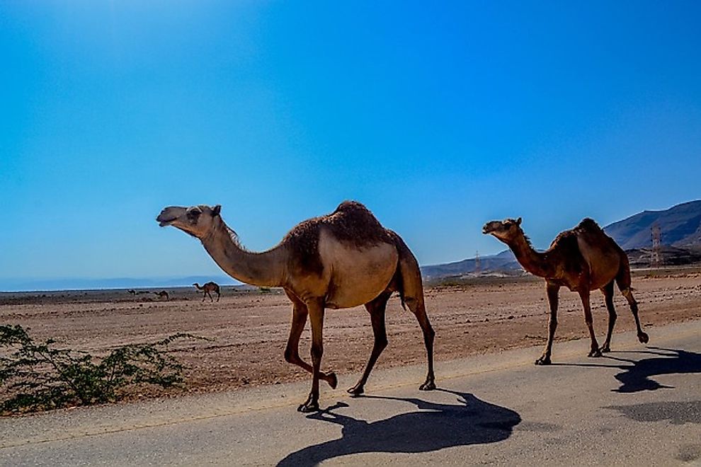 How Many Types Of Camels Live In The World Today? - WorldAtlas