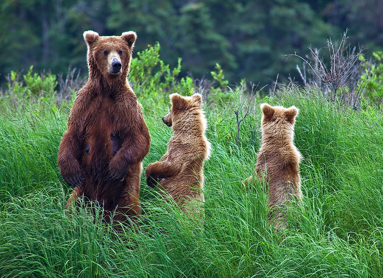 what-animals-live-in-alaska-worldatlas