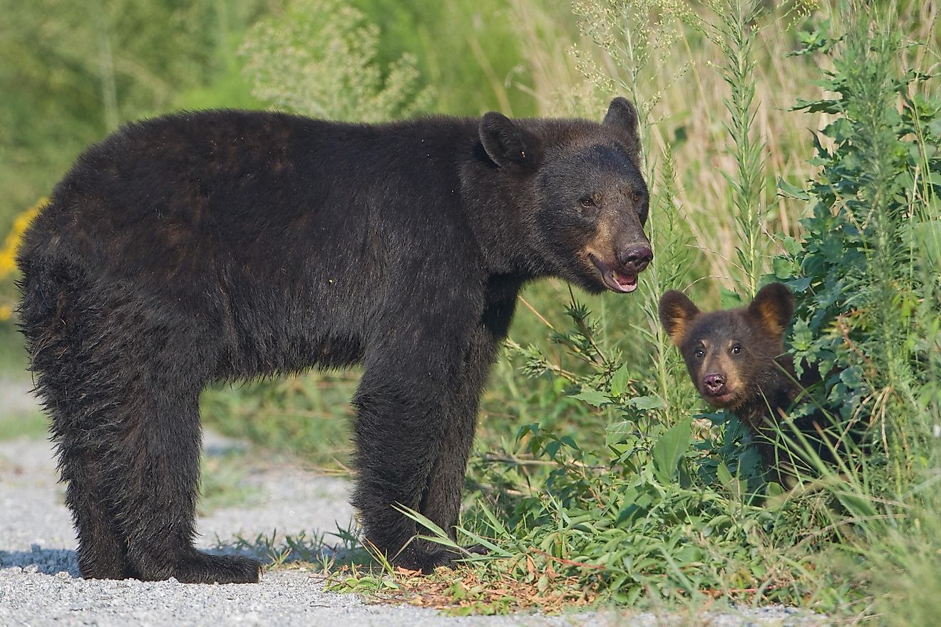 10 Animals That Live In North Carolina - WorldAtlas