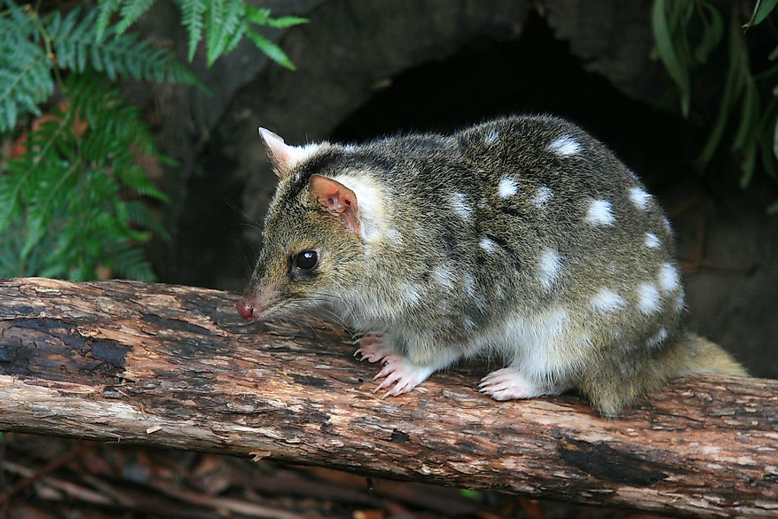 15 Previously Extinct Animals Who Were Rediscovered Worldatlas