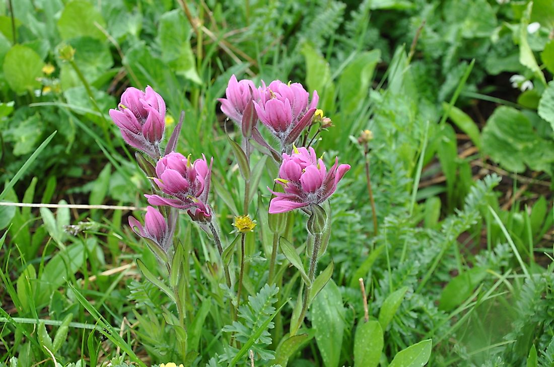 what-is-the-state-flower-of-wyoming-wyoming-state-flower-worldatlas