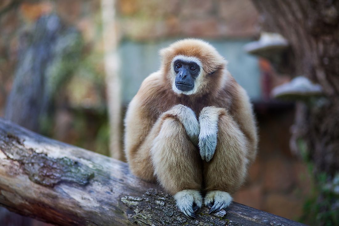 animal-names-that-start-with-g-worldatlas