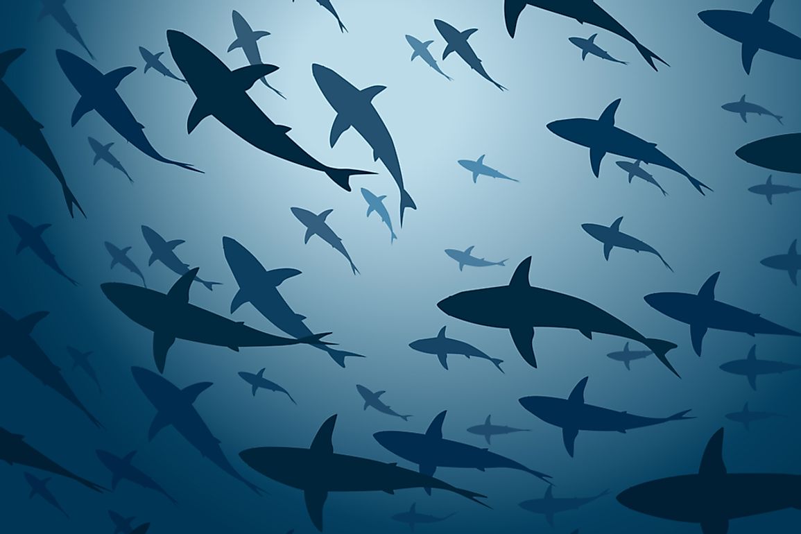 How Many Species of Sharks Are There? WorldAtlas