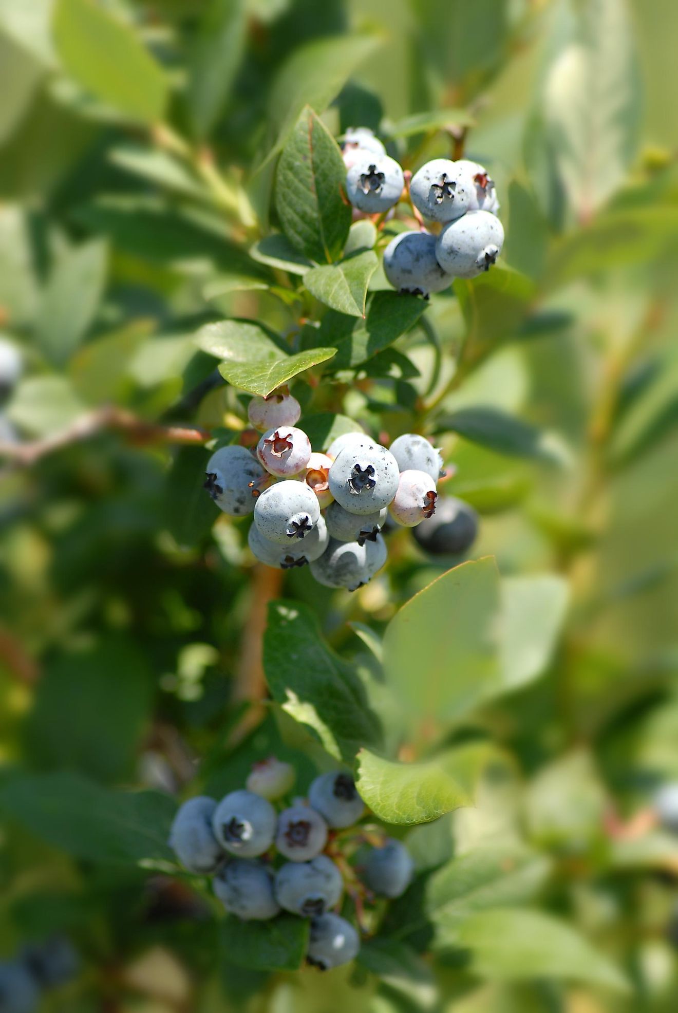 where-are-blueberries-grown-worldatlas