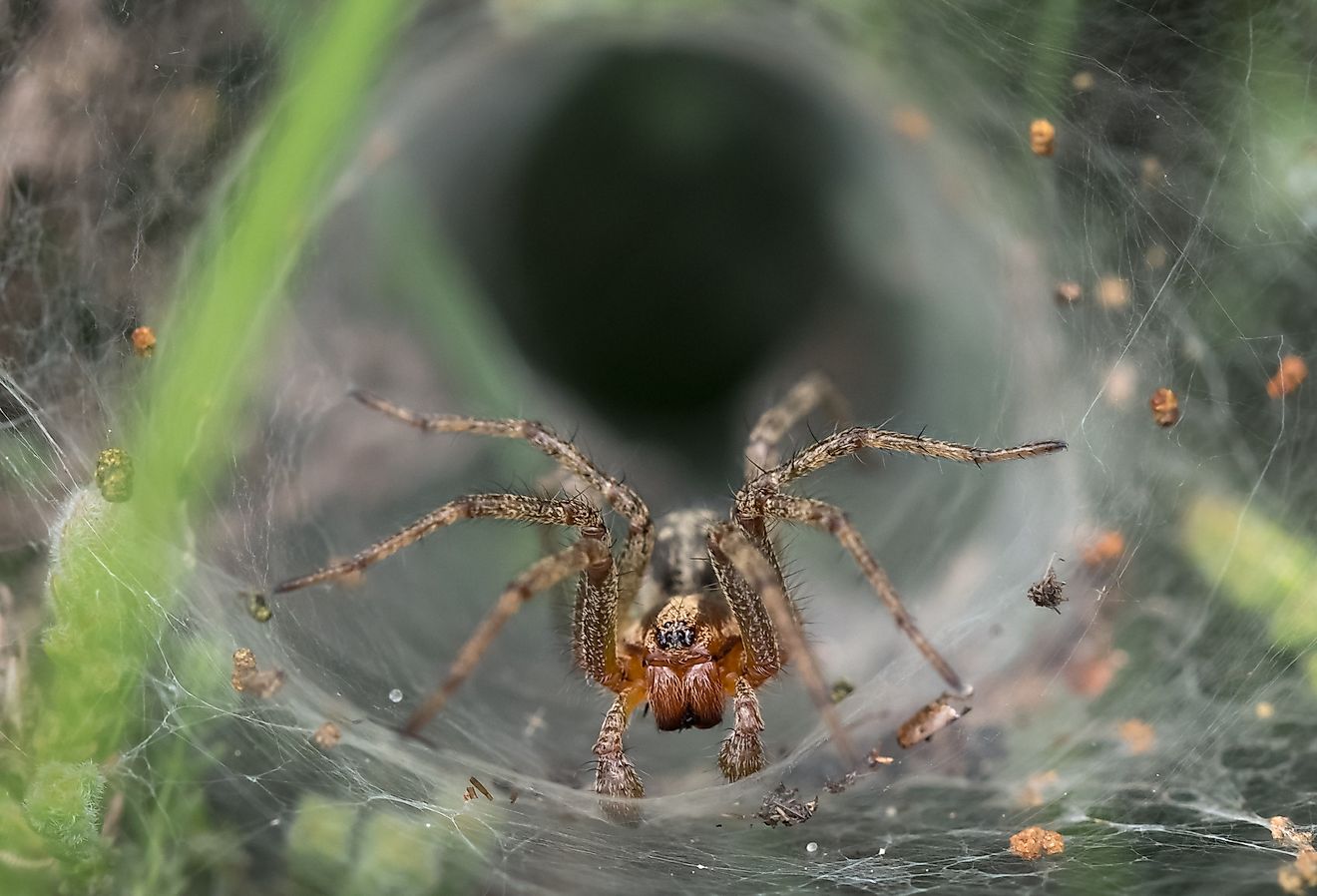 What Is The Most Venomous Spider In The World? - WorldAtlas