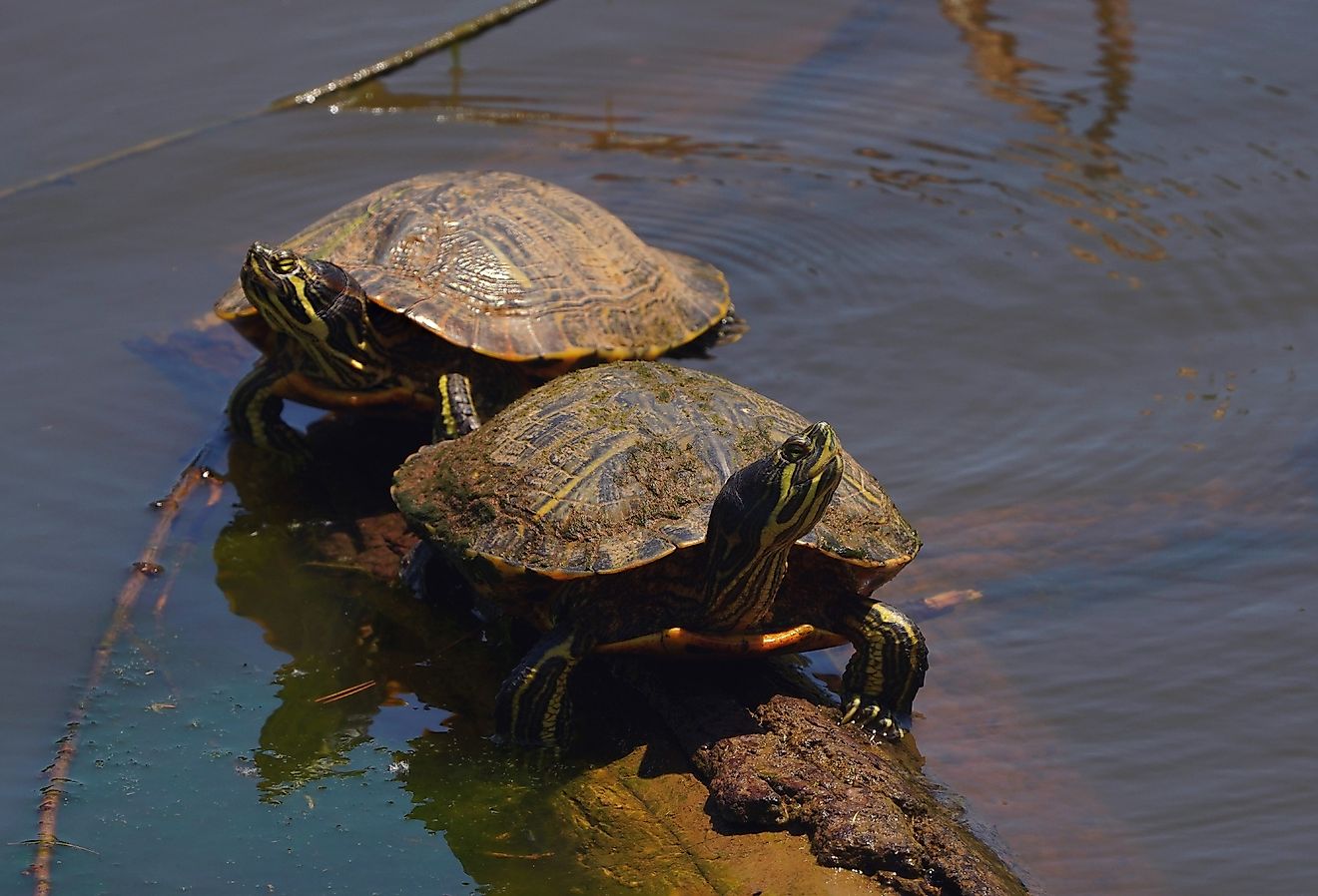 Animals Native To Alabama - WorldAtlas