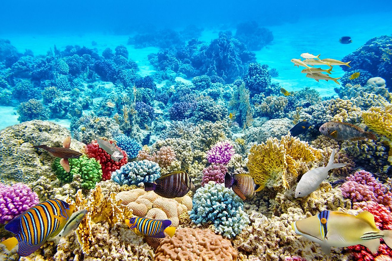 where-are-coral-reefs-found-worldatlas