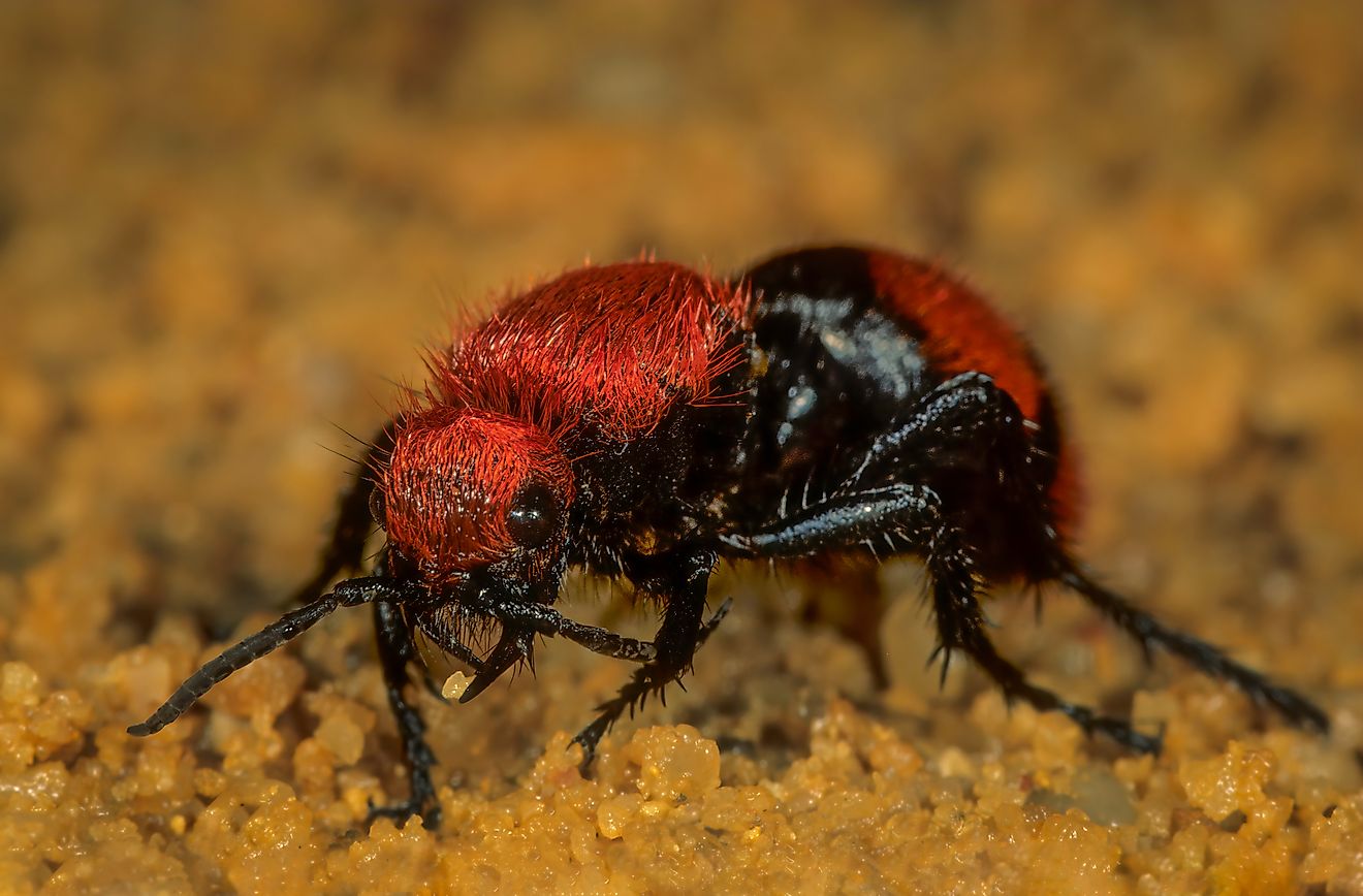 7 Most Dangerous Insects In Texas - Worldatlas