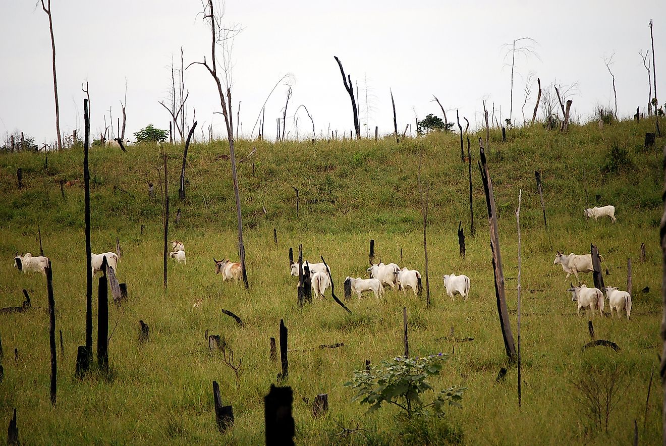 What Is The Biggest Threat To The Amazon Rainforest? - WorldAtlas