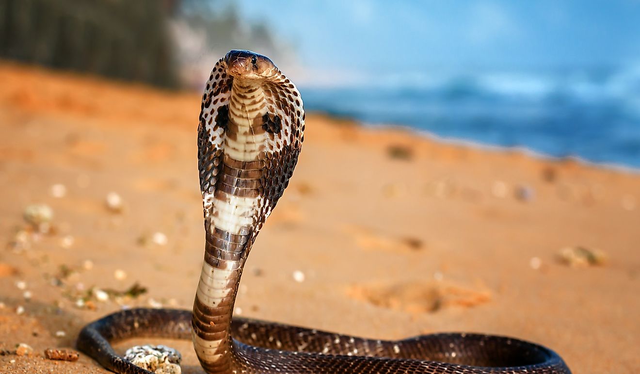 wild republic cobra