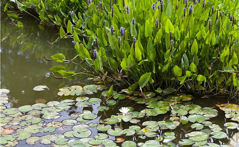 What Are The Different Types Of Aquatic Plants WorldAtlas