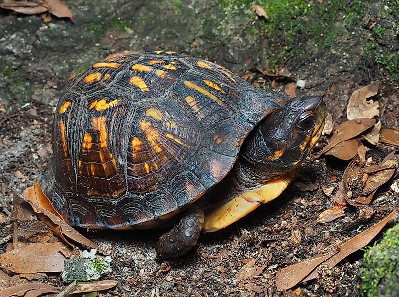 Threatened Turtles Of Canada - WorldAtlas