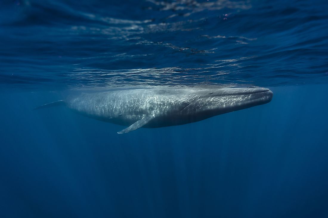 10 Amazing Facts About Blue Whales - WorldAtlas