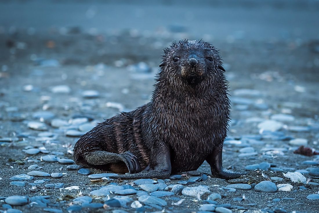 What Is A Pinniped Worldatlas