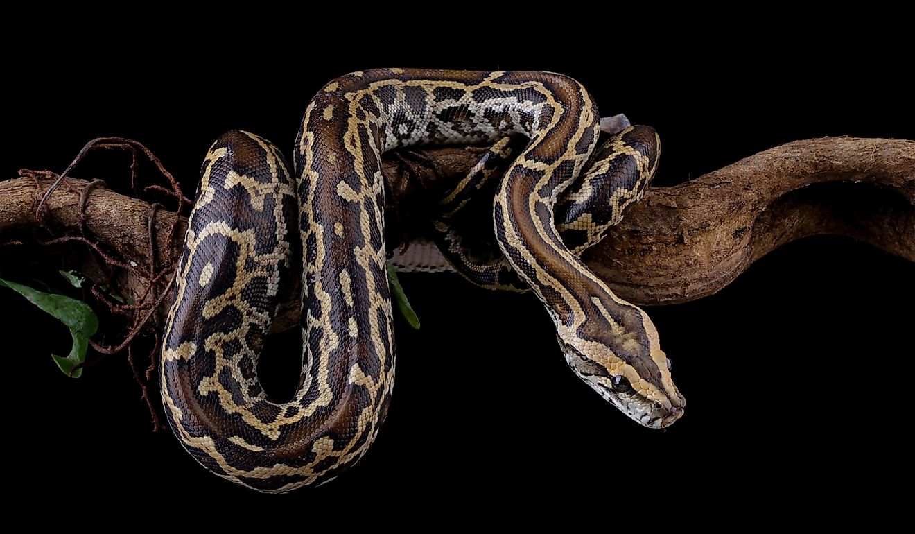 How Burmese Pythons Took Over the Florida Everglades - WorldAtlas