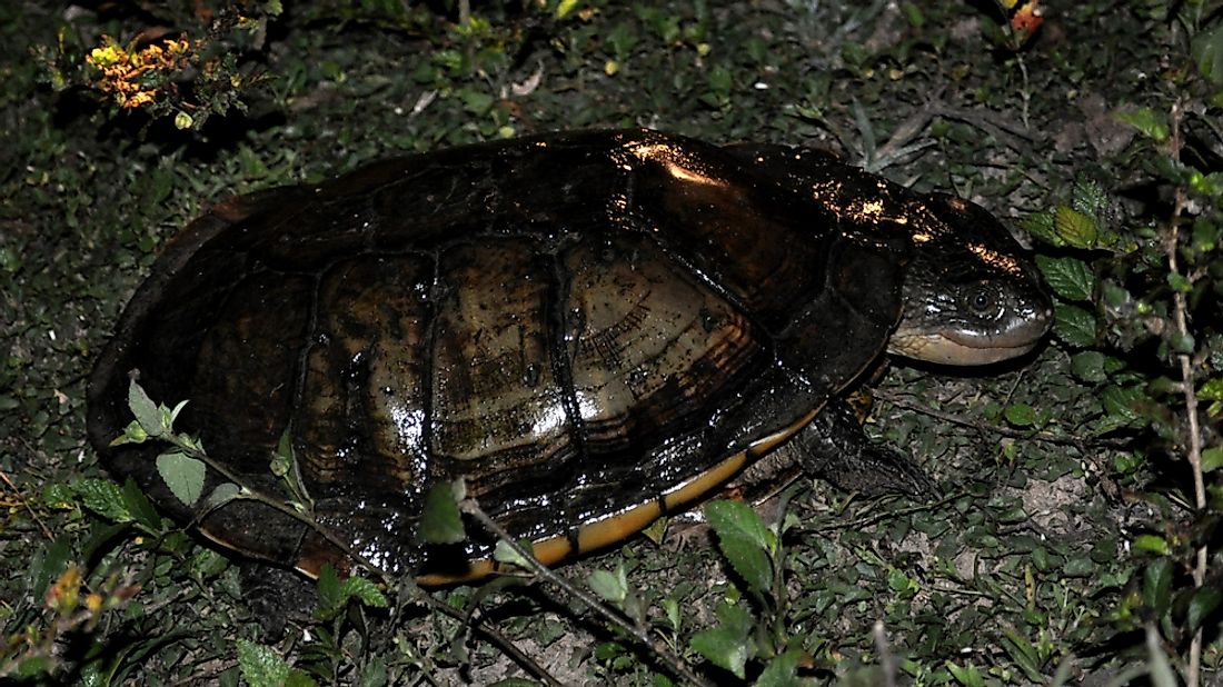 Native Reptiles Of Argentina - WorldAtlas