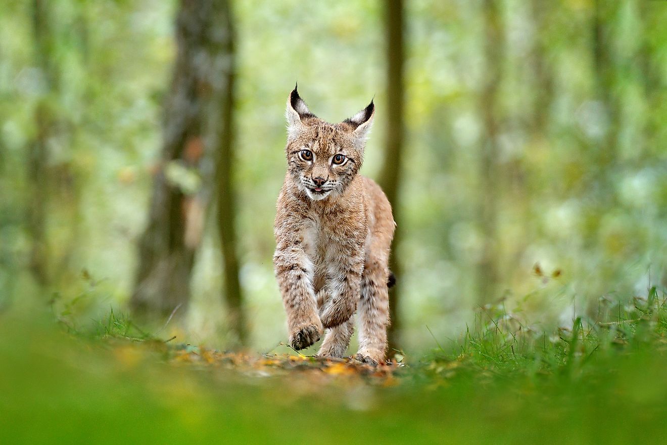 Animals Native To Russia - WorldAtlas