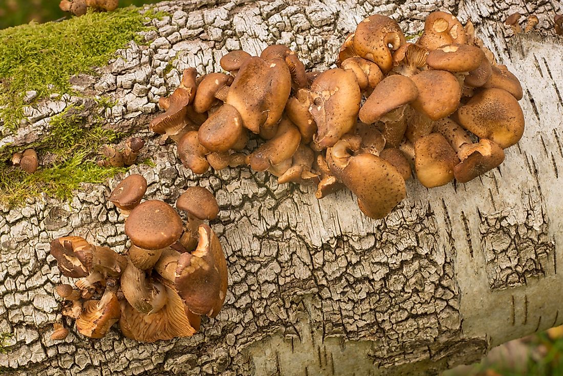 What Is Unique About The Armillaria Ostoyae Worldatlas