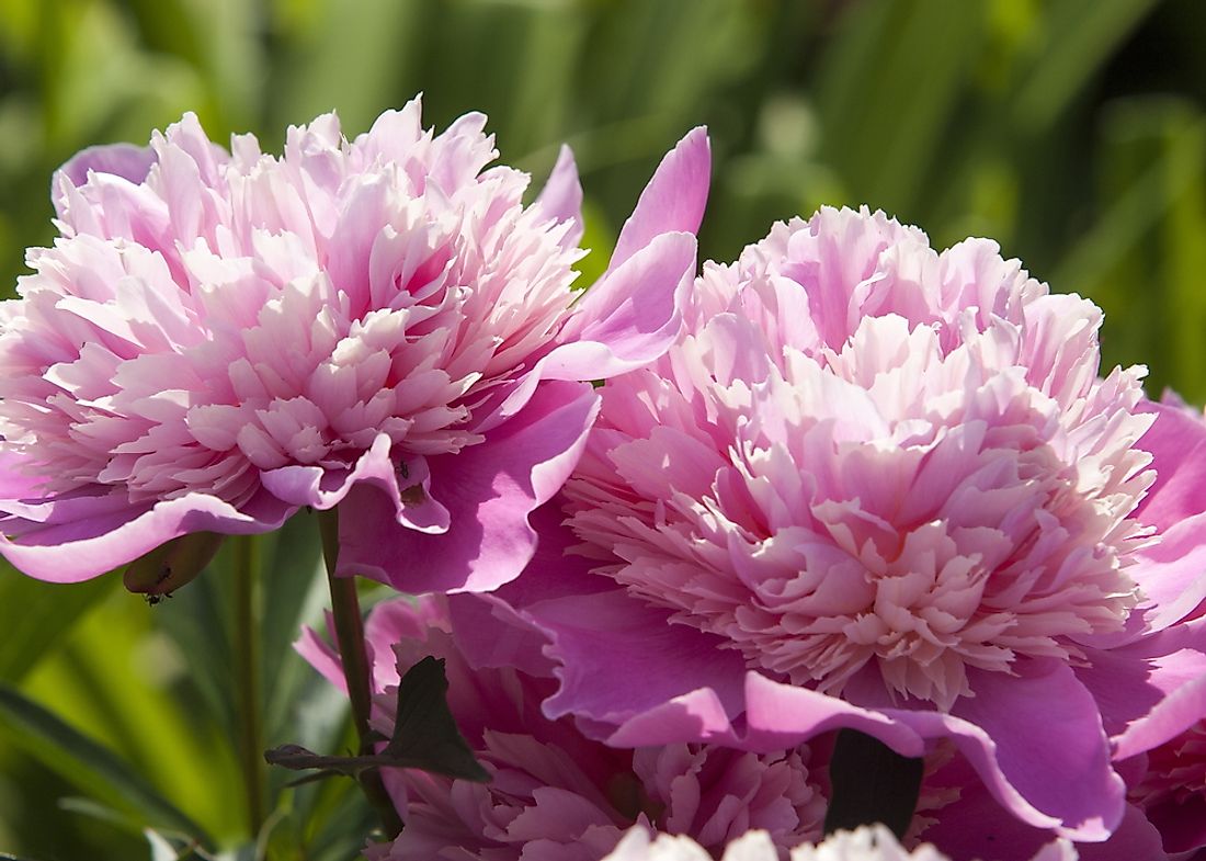 flower-power-featuring-colorado-s-state-flower-the-rocky-mountain