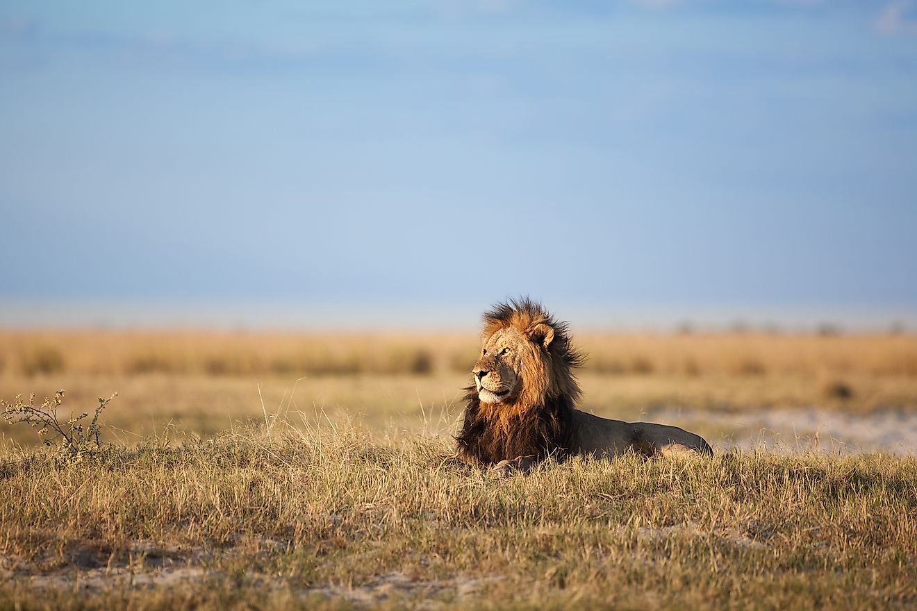 What Are Grasslands? - WorldAtlas