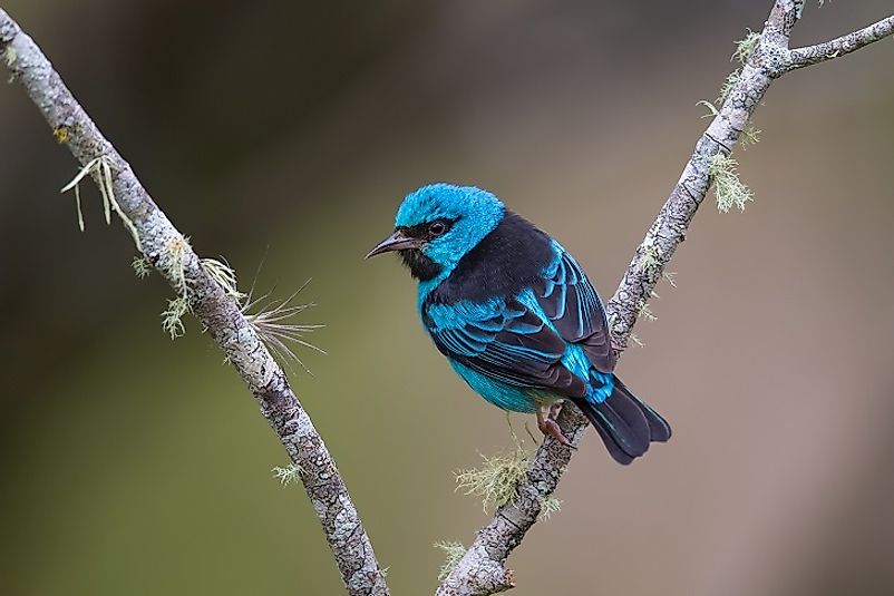 Native Birds Of Costa Rica - WorldAtlas