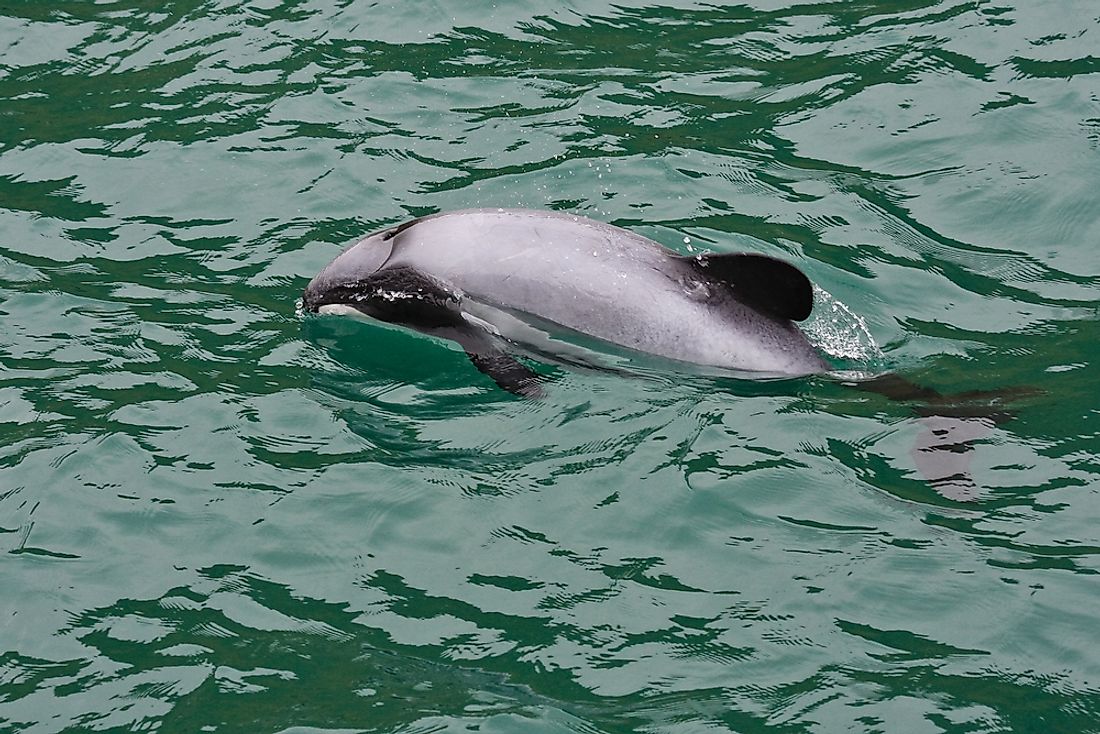 New Zealand's Threatened Native Mammals - WorldAtlas