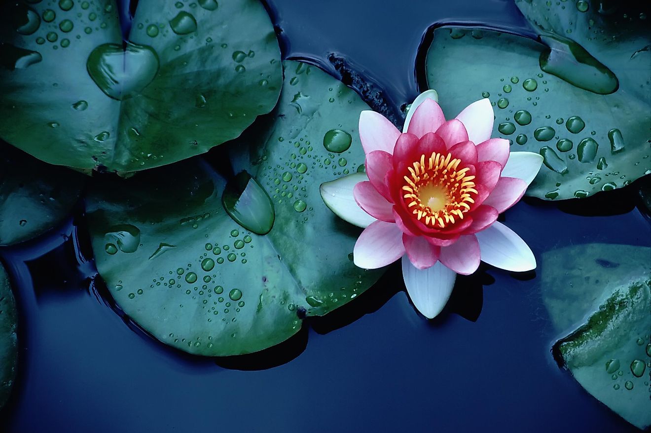 10 Most Important Flowers In Chinese Tradition - WorldAtlas