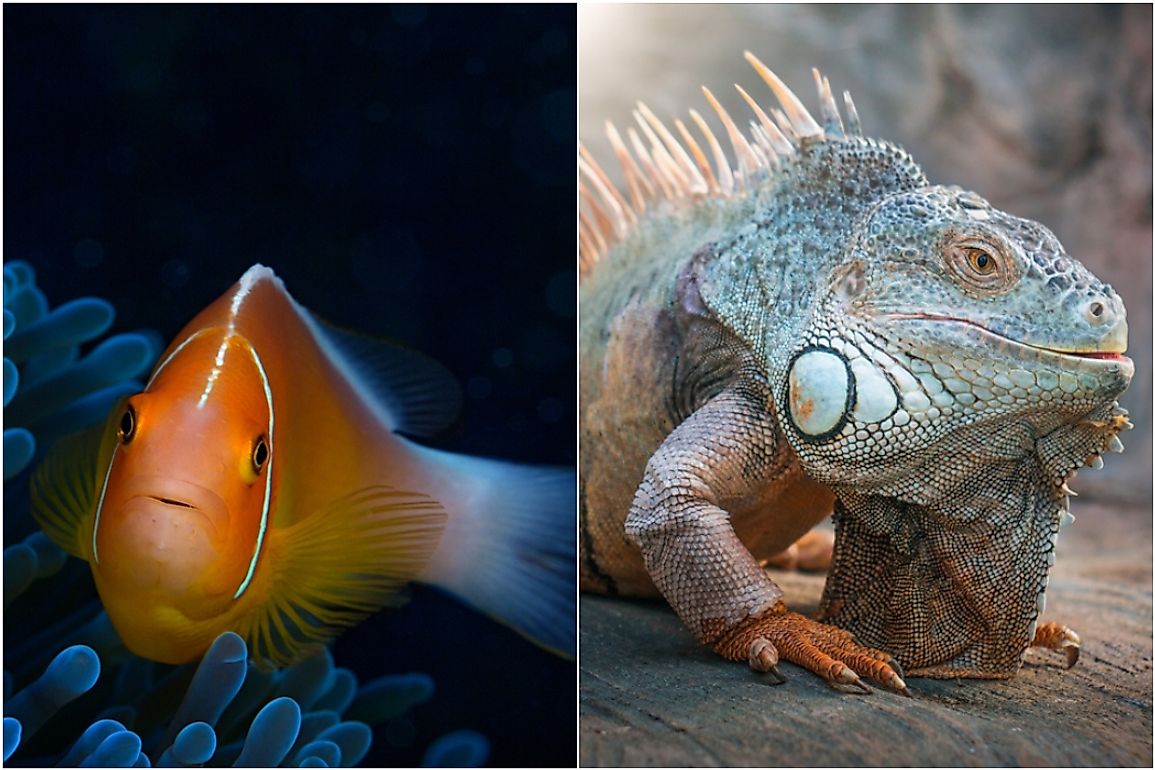 Are Fish Reptiles? - WorldAtlas