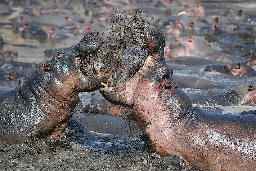 hippopotamus-facts-worldatlas