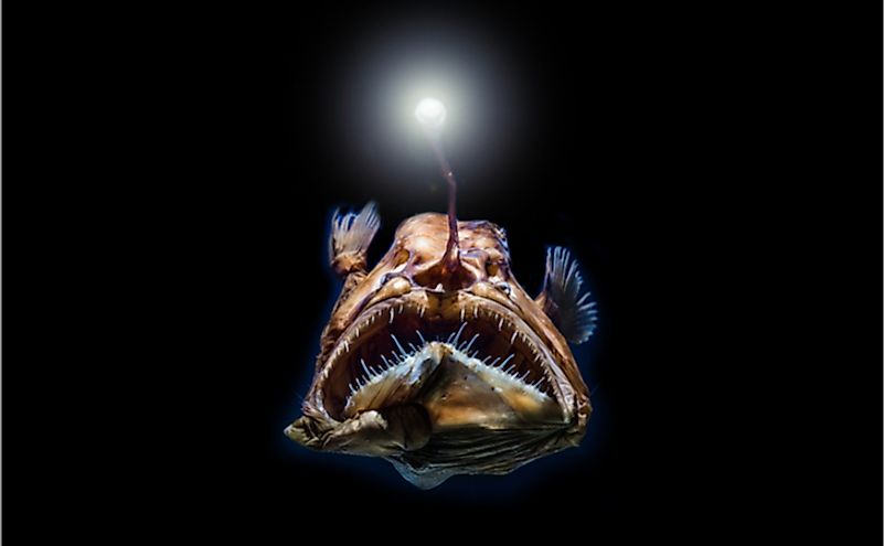 How Do Deep Sea Creatures Survive The High Water Pressure WorldAtlas