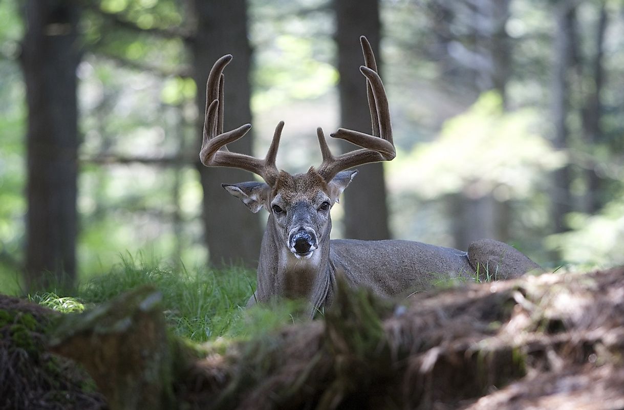 white-tailed-deer-facts-animals-of-north-america-worldatlas