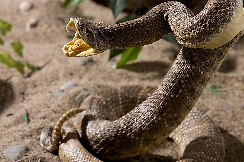 Killer Snakes Of North America - WorldAtlas