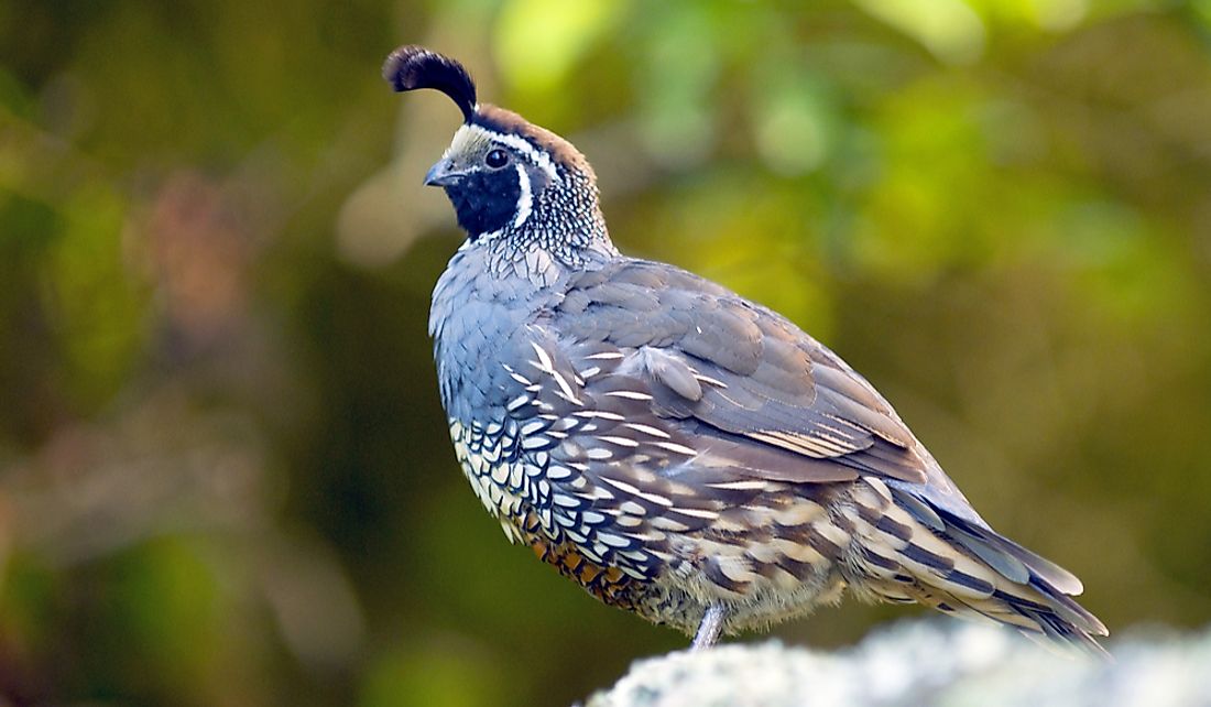 what-is-the-california-state-bird-worldatlas