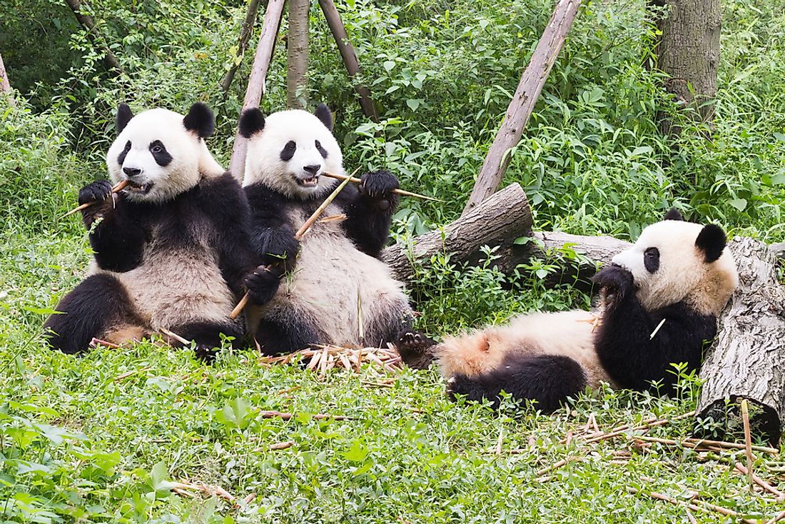 Where Are The Best Places To See Giant Pandas In China? - WorldAtlas