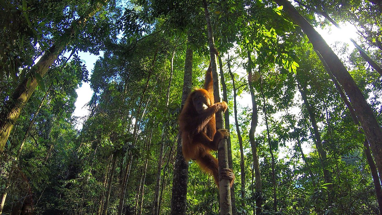 Where Do Orangutans Live WorldAtlas   Shutterstock 1708431898 