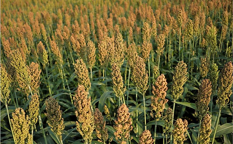 The 10 Leading Sorghum Producing US States - WorldAtlas