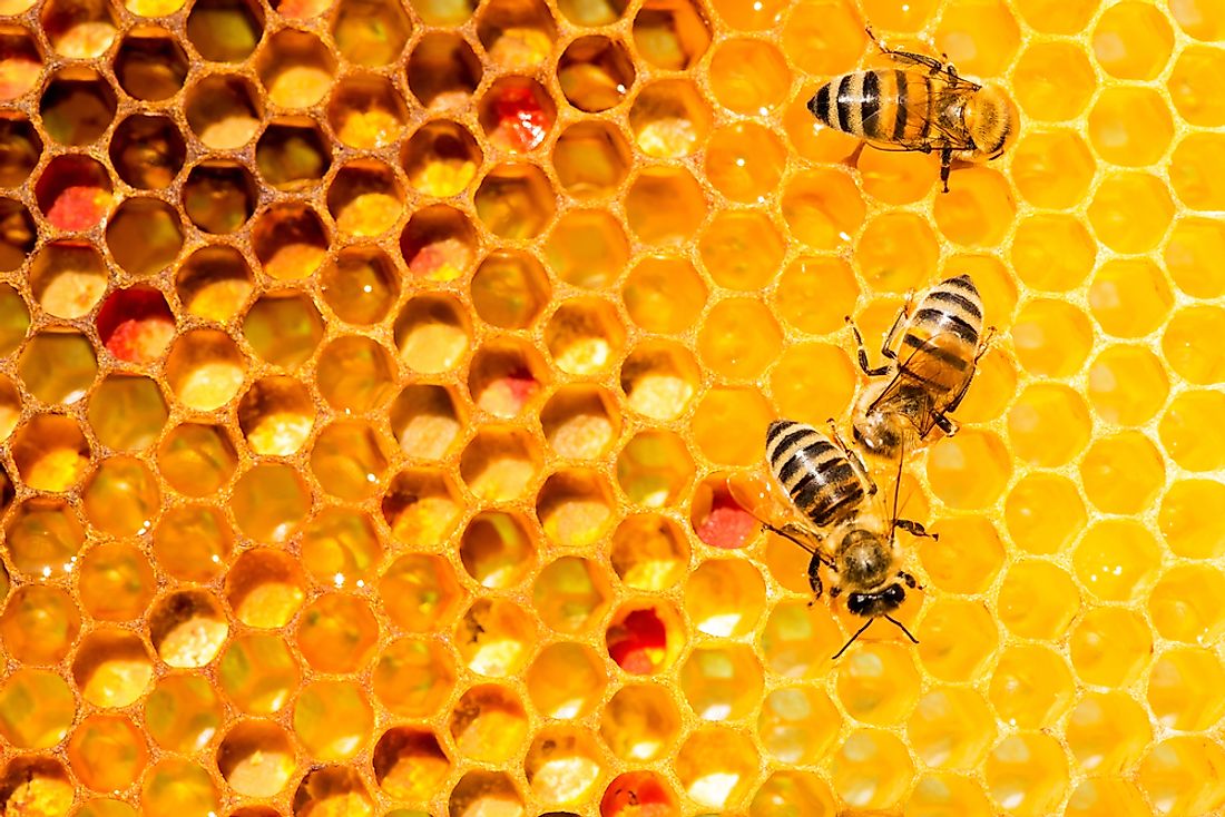 Why Do Bees Make Honey Worldatlas