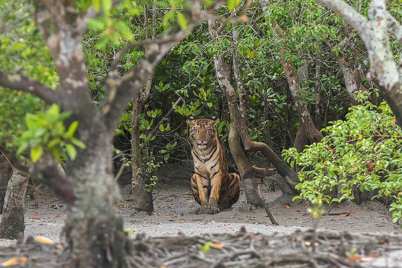 What Are The 5 Characteristics Of Mangrove Forest