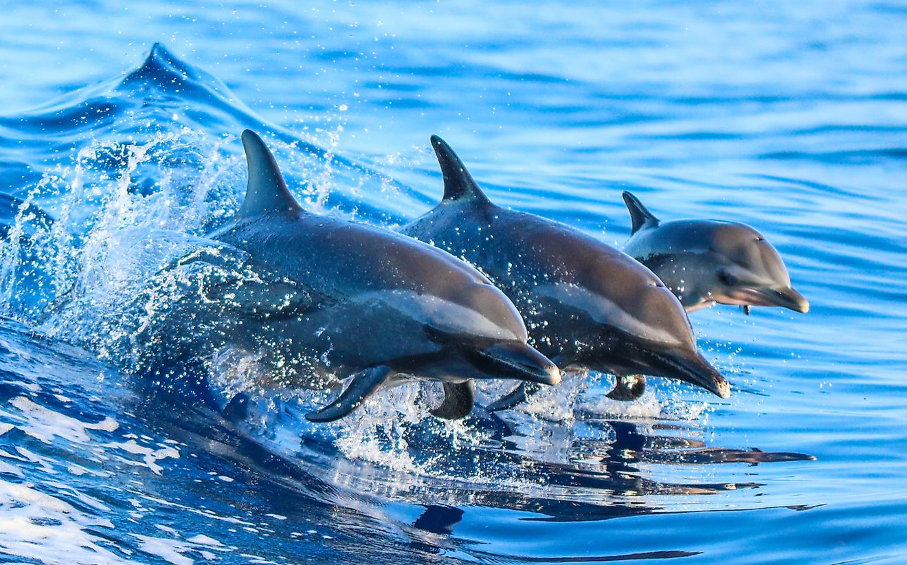 10 Facts About Dolphins - WorldAtlas