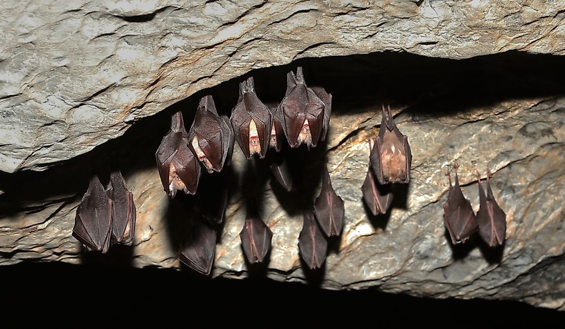 do bats hibernate in attics
