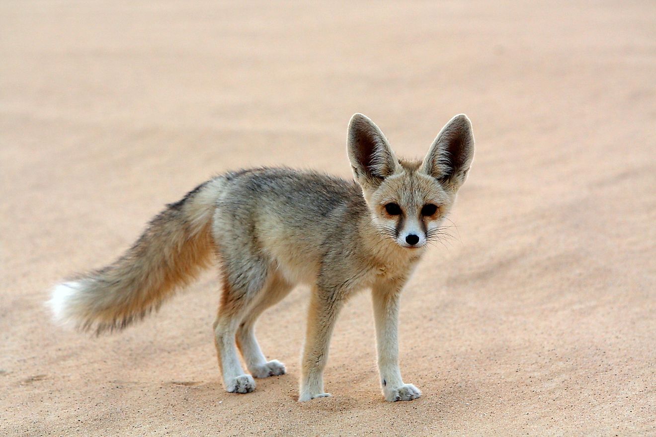 Animals That Live Underground - WorldAtlas