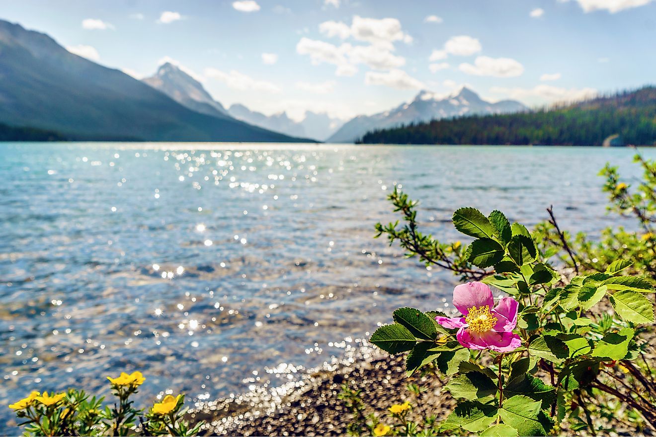 Flowers of the Canadian Provinces and Territories WorldAtlas